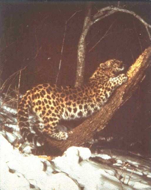 Amur leopard at London Zoo,