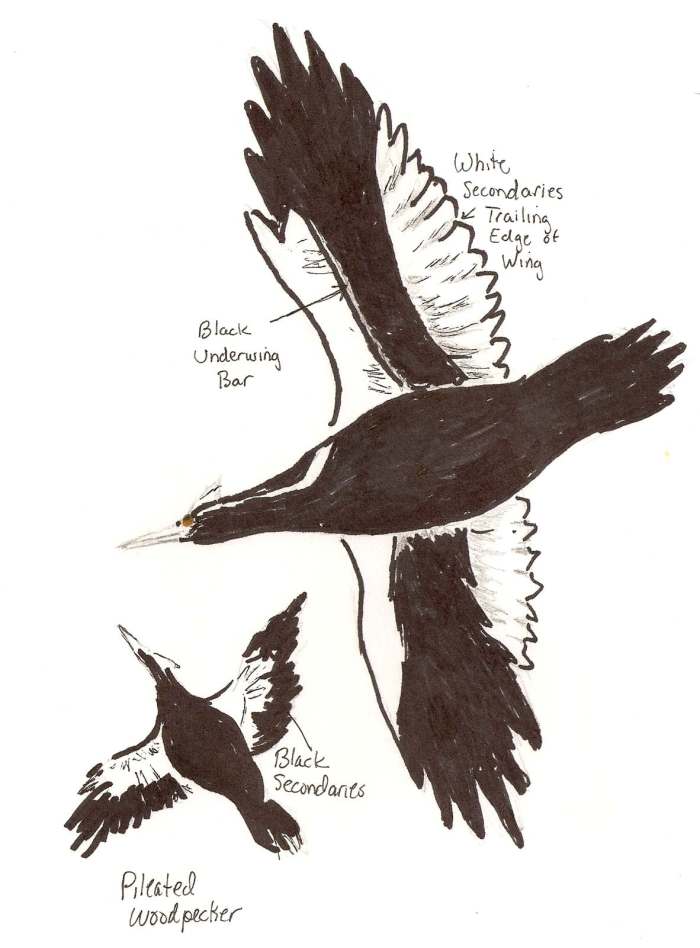 Ivory Billed Woodpecker in flight compared to a Pileated Woodpecker in flight