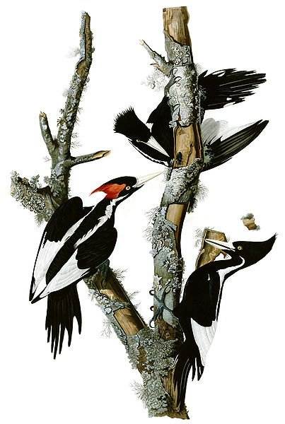 Ivory Bills - Notice that the female has a black crest unlike the female Pileated Woodpecker's red crest.(Drawing by James Audobon at Wikimedia Commons)