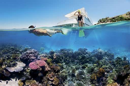 Reef Snorkelling on the Great Barrier Reef.