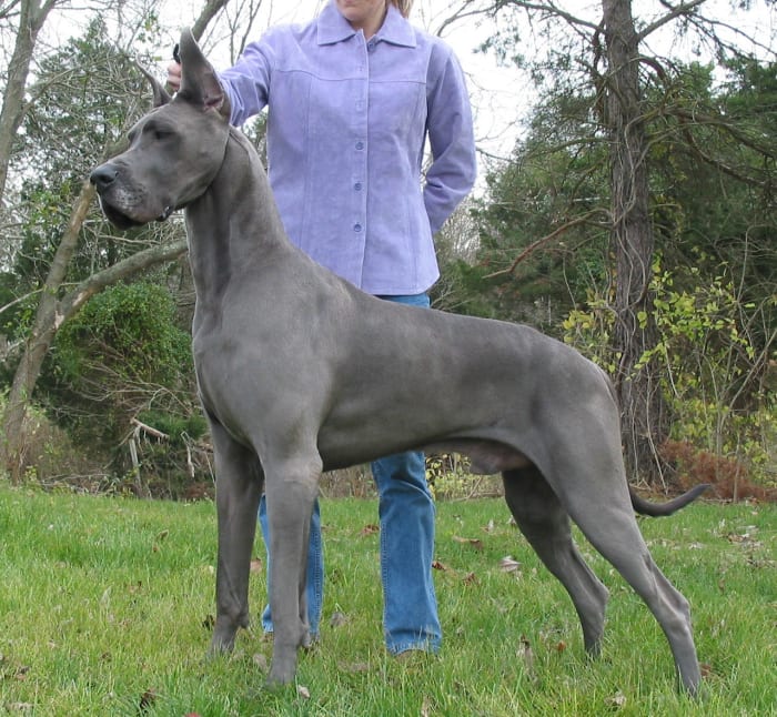 This gorgeous Blue Great Dane is from Von Knopf Danes. Visit their great website: www.vonknopfdanes.com
