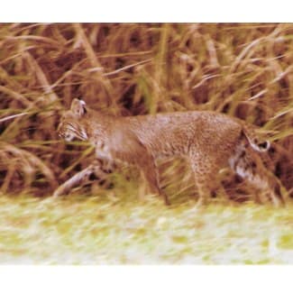 We've seen ones like this on the golf course 3 or 4 times. I never get my camera out in time. They quickly disappear into the brush.