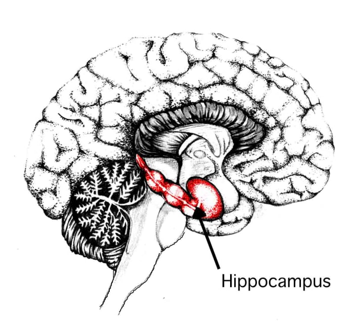 The hippocampus as shown in this Harvard Medical School diagram. Actual shrinkage of this vital area has been documented in the scans of incest survivors.