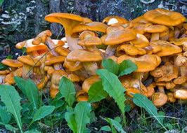 Death-cap mushrooms have many different appearances so always avoid any ingestion of wild mushrooms by your dog.