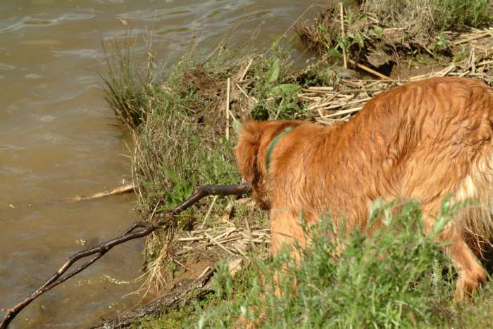 It's not always about the type of kill your hunting dog brings back, but rather that he brings it back at all!