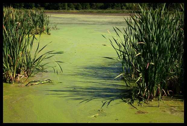 This is an image of a highly advanced bloom of Blue-green Algae. It will kill your dog if it is ingested.