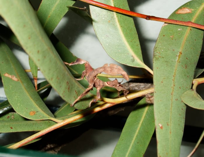Our baby Spiny Leaf Insect is now about 5 cm (2 inches) long. She has already shed her first skin, which she then ate!