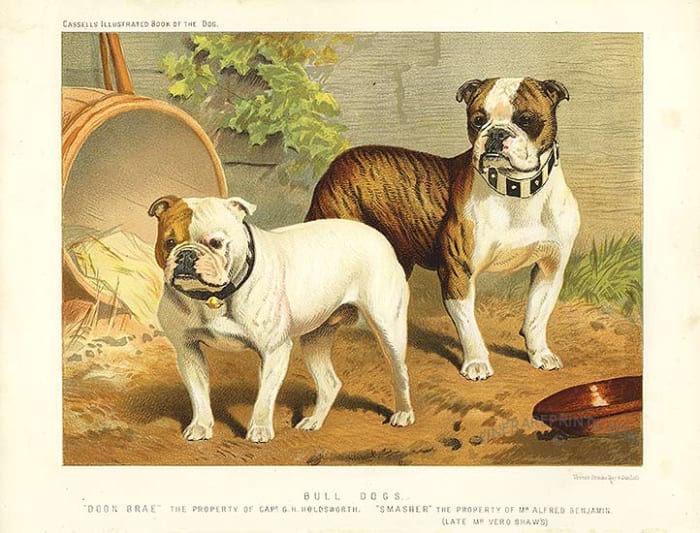 This original antique print is from the renowned "The Book of The Dog". Published in London in 1881 by Cassells. Image courtesy of Wiki Commons
