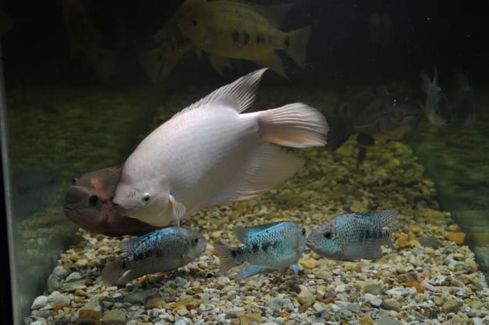 Big Meanie with Herichthys sp. turquoise 'Pantepec', chocolate cichlid, bocourti, and fat sleeper goby December 2009