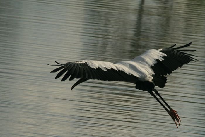 A local Wood Stork.