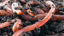 Red worms will work hard for your vermicomposting farm, while reproducing rapidly compared to other species!
