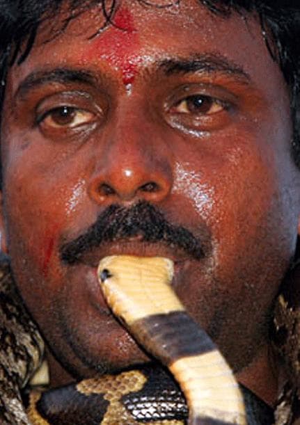 Snake Charmer And Here Comes A Snake Charmer Who Is Now Biting The Snake To Entertain The Crowd.