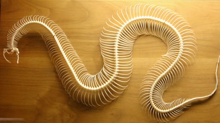 Snake's Skeleton - A snake does have bones and its skeleton consists of the skull, vertebrae, ribs, and some vestigial remnants of the limbs