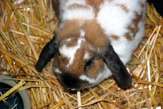 When feeding your bunny rabbit, give them plenty of hay and water. Give them enough pellets each day to help keep their digestive system in good working order.