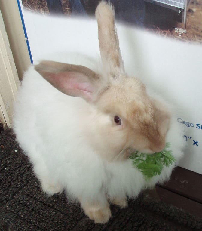 White Angora Rabbit