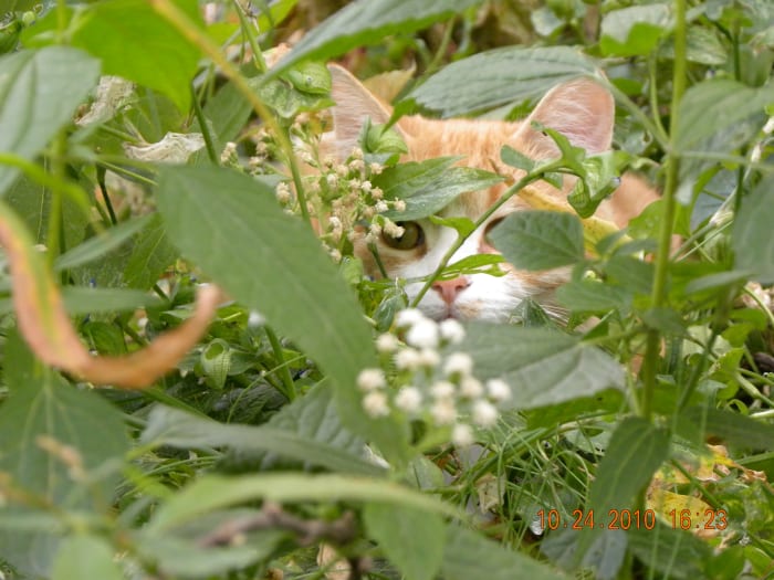 The great hunter hides in the grass waiting for an unsuspecting bird. Jack is quick, but usually not quick enough.