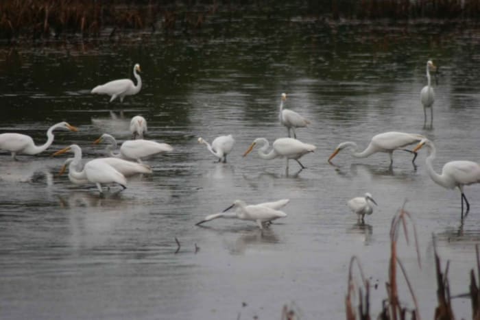 Wetlands are important environments for certain species of birds such as these egrets, terns and ducks.