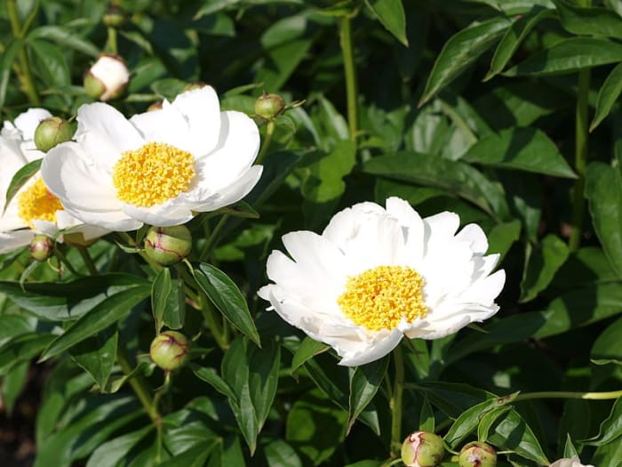 Better Homes and Gardens' editors picked the old-fashioned standard Krinkled White peony as one of their favorite fuss-free plants.