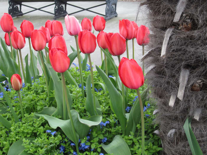 I paused briefly during one Sun Run to take a photo of this beautiful group of tulips beside the route.