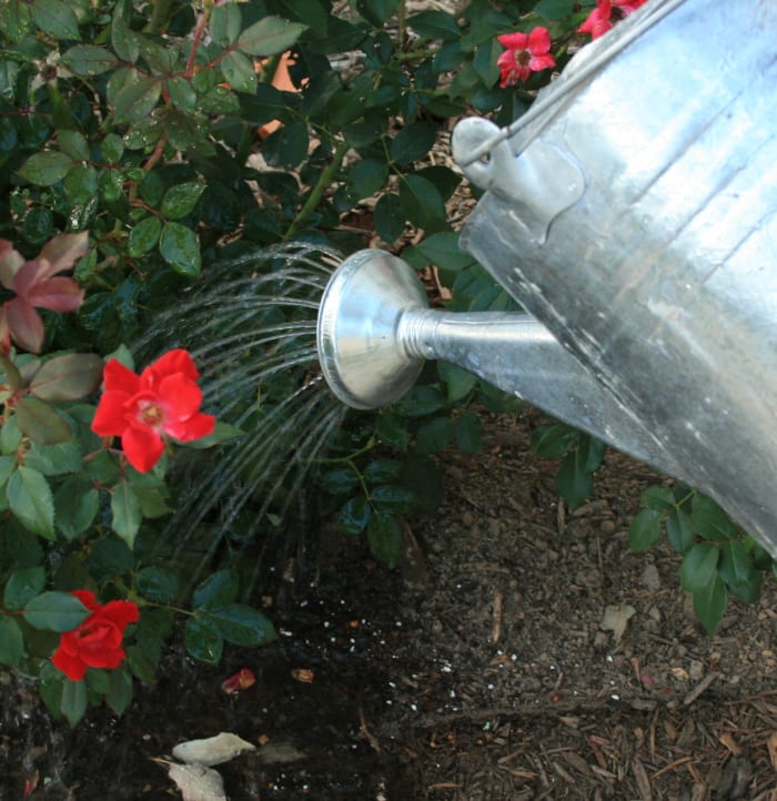 Don't flush your urine down the drain. Wet your plants! Human pee is full of nitrogen and other nutrients plants love.