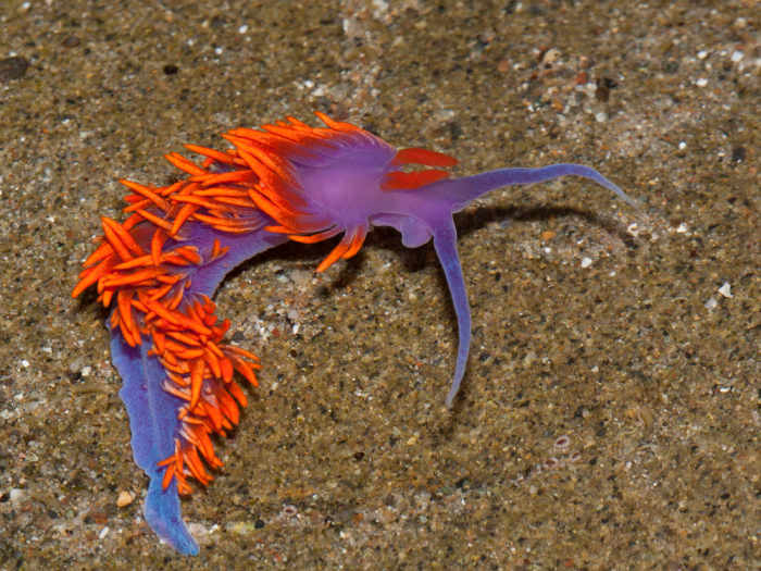 Flabellina iodinea, Spanish Shawl Nudibranch - Photograph taken at North Point, Morro Strand State Beach, Morro Bay, CA