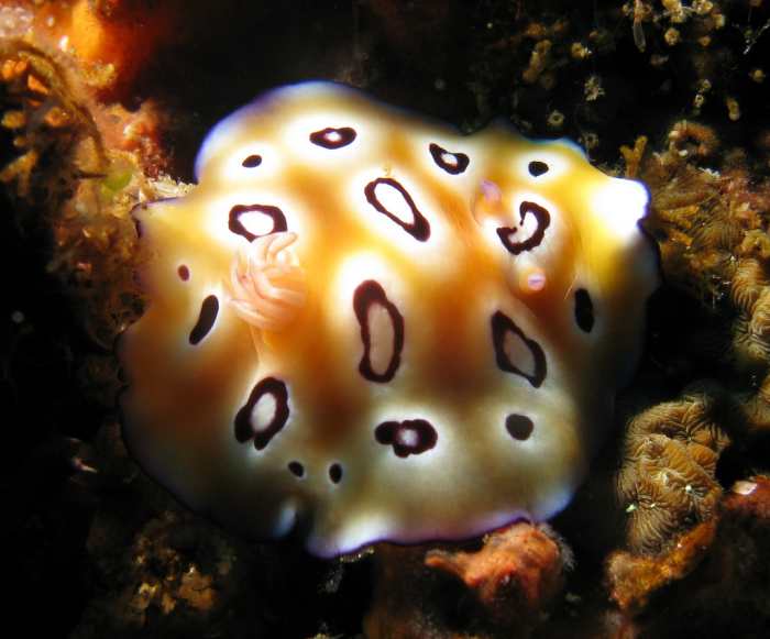 Chromodoris Leopardus - You can definitely see the leopard spots from which it has derived its name.