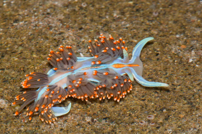 Hermissenda crassicornis, Opalescent Nudibranch - Photograph taken at North Point, Morro Strand State Beach, Morro Bay, CA