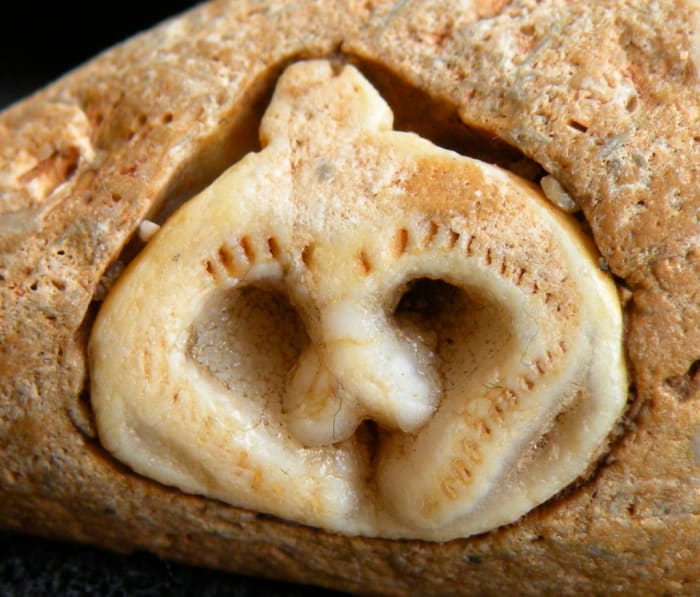 Close up of the face in fossil rock found by S.Henkel Feb. 2011 in Imperial Dam Recreation Area, Arizona-California border.