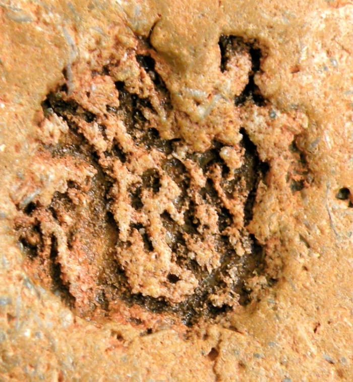 This is a closeup of the impression on the back of the face fossil rock. Found Feb. 2011 by S. Henkel at Imperial Dam Recreation Area on the California/Arizona border.