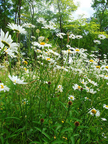 I love daisies! When I was a young girl, there was a field behind our house that was full of daisies. I loved going back there and drowning myself in them.