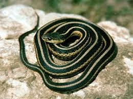 Scorpio is associated with many scary & venomous animals such as scorpions,insects, & reptiles, particularly snakes. Snakes symbolize Scorpio in that they shed their skin.Scorpios are quite adept at the art of transformation.