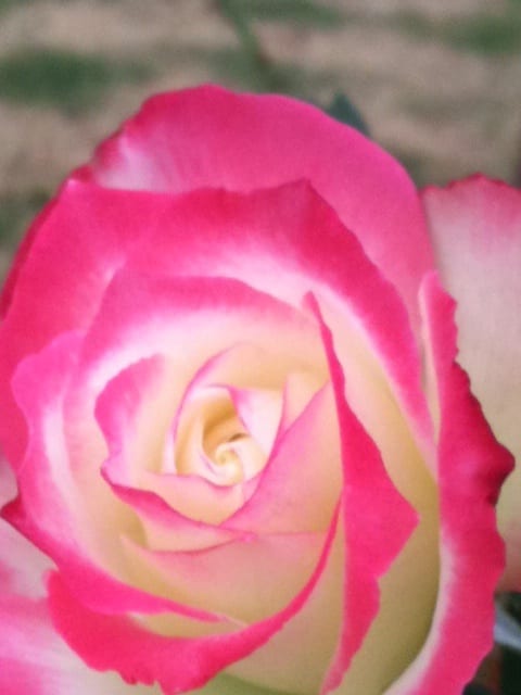 Therapeutic grade rose essential oil is often used in cosmetics, particularly perfumes and skin creams and as a part of healing aromatherapy.