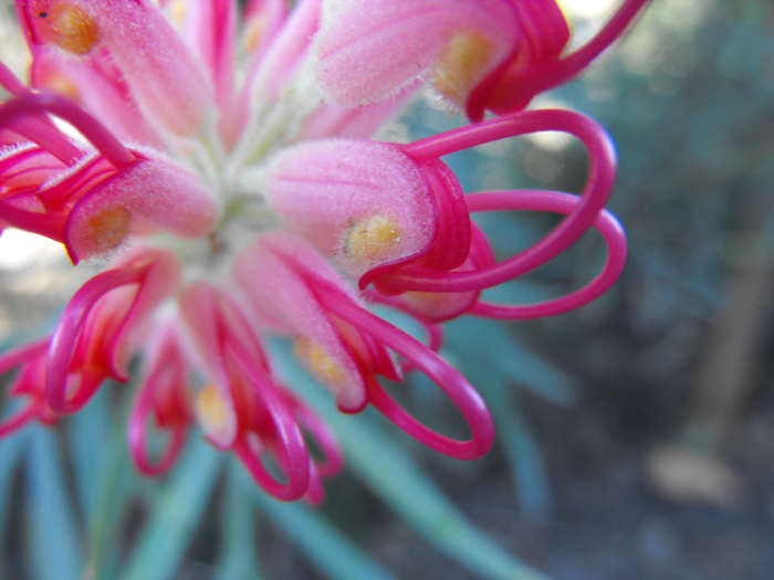 The contrasts between the smooth parts of the flower and the fuzzy parts of the flower is something to be seen.