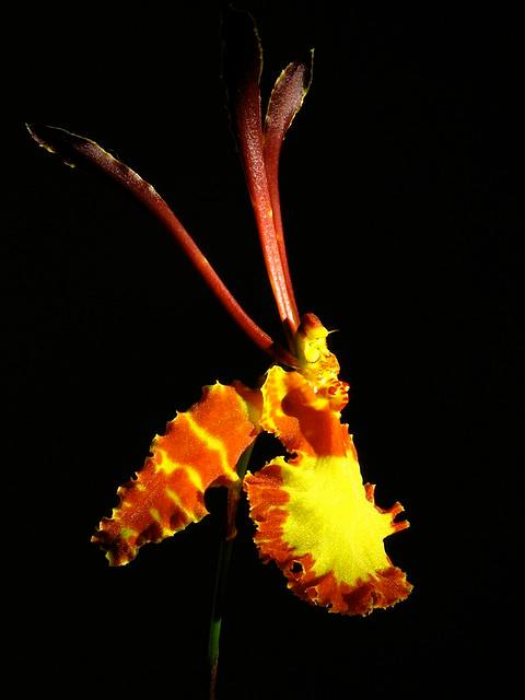 The use of marcophotography and the striking black background bring this orchid image to like, bursting with detail and color.