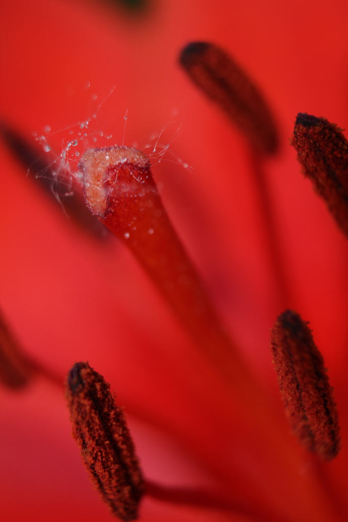 An amazing capture of the moisture on the tiny hairs on the lily stamen. See close-up below.