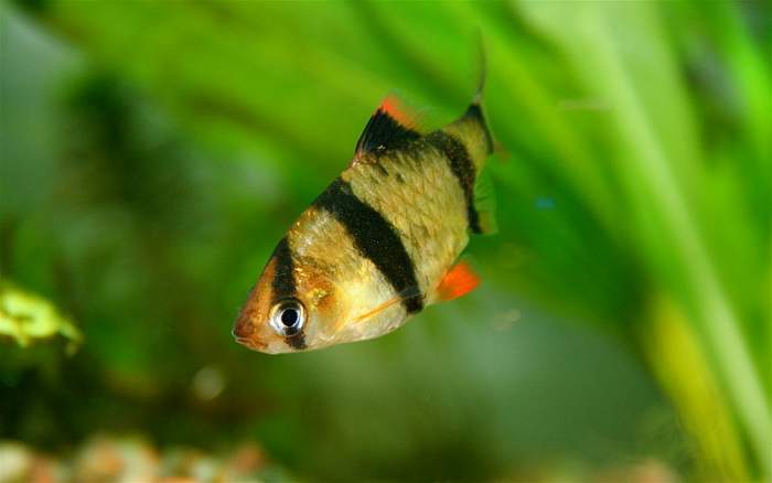 Gold Barbs, Cherry Barbs and other Barb species - HubPages