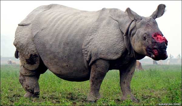 A rhino is still standing but with blood coming from the place where its horn once was. Pachers stole the horn for its value on the black market and the rhino may not live