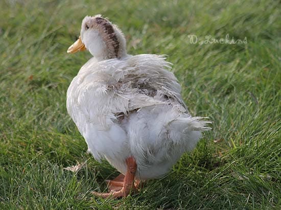 Mrs. Pekin nearly died from being beat up by the male ducks. She's in a good home and I hear she loves blueberries and mealworms.