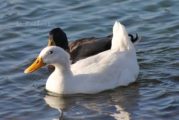 Miss Squeaky was a dumped imprinted Pekin who was recently rescued. She was starting to get lethargic and sick. Unfortunately, she had to be separated from her mate. Now, she's in a great home and her new owner says she's super friendly.