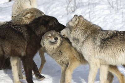 The Wolf standing to the right of the Black Wolf adopts a defensive posture, by flattening his ears.