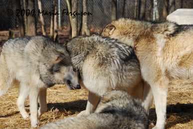 Tight knit family bonds are reinforced by frequent rubbing of scent against fellow pack members. They will also groom and play with each other.