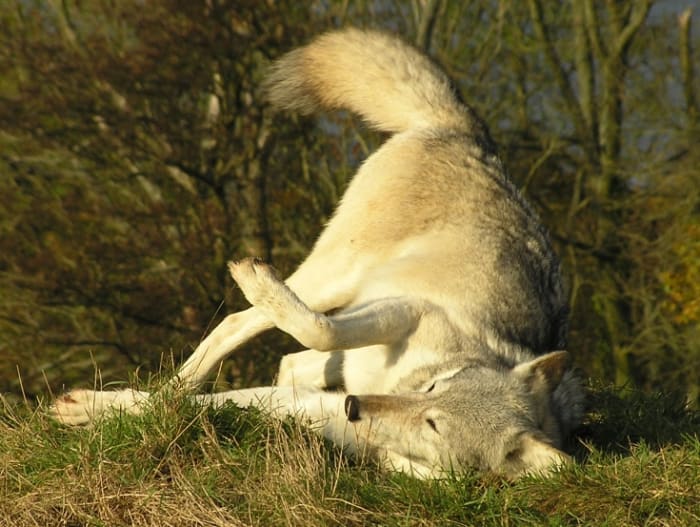Scent Rolling helps to maintain a high position within the pack. They often use Fish because of its strong odour.