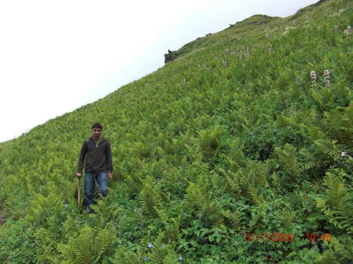 Healthy environment of a hill station. You can use this image after giving a clickable link to this article from your resource.
