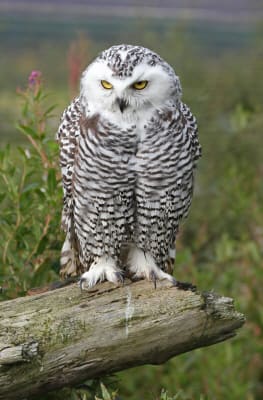 "There are approximately 135 species of Owl throughout the world with 18 of them in North America"