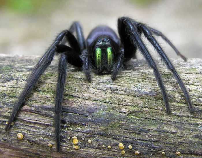 The Evolution of Spiders and Their Remarkable Adaptations Owlcation Education