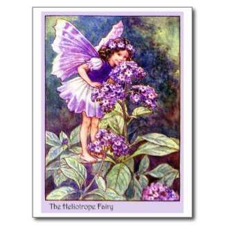 A sweet heliotrope fairy enjoying the garden. I love these vintage graphics. They help me imagine the flower fairies stopping by to see what I've done lately with my tiny garden.