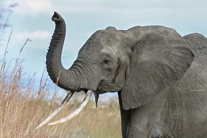 A young bull at the beginning of "must", this is when elephants are at their most dangerous. Mating season.