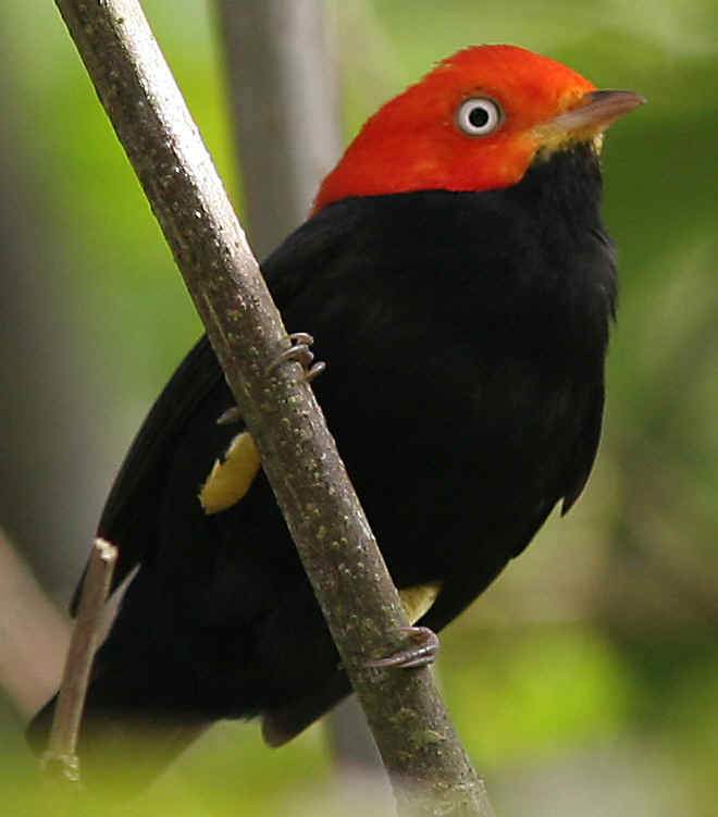 Birds The Manakin HubPages