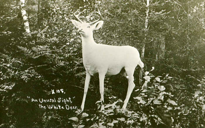 A taxidermy example in an unusual outdoor pose. Location unknown. This picture would date from early last century, perhaps around 1910. While this adult stag is posed in a naturalistic setting it is clearly a stuffed and mounted specimen.