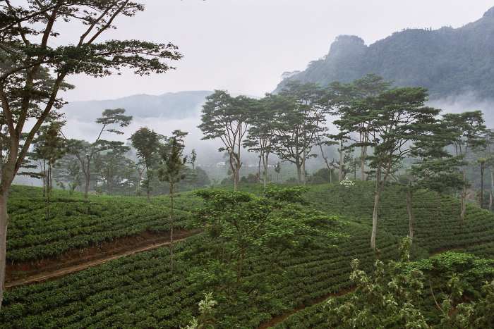 'Licensed under the Creative Commons Attribution-Share Alike 2.0 Generic license'. See: http://en.wikipedia.org/wiki/File:Sri_Lanka-Tea_plantation-02.jpg